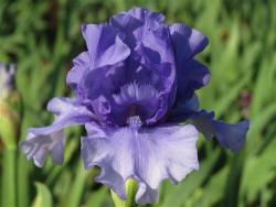 Iris Plants: Variety: Tokatee Falls - Blue Violet Washed White highly Ruffled
