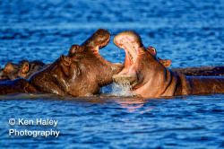 Photography Print - Chobe Hippos On Photographic Paper