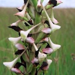 10 Disa Cooperi Seeds - Indigenous Orchid Seeds - Inheemse Orgidee Sade Te Koop In Suid Afrika