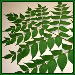 Aralia Elata - Japanese Angelica Tree - Edible - 10 Seed Pack - Flat Ship Rate - New