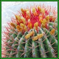 Ferocactus Stainessii Var. Pilosus - 20 Seed Pack - Exotic Succulent Cactus - New