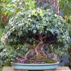 20 Hedera Helix Bonsai Seeds - English Ivy + Free Ebook And Free Bonsai Seeds With All Orders