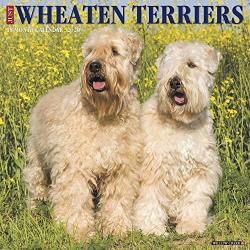2020 Just Wheaton Terriers Wall Calendar By Willow Creek Press