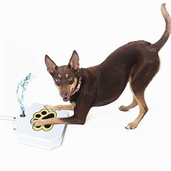 cold water fountain for dogs