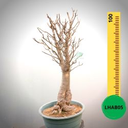Baobab Bonsai - 100 X 50 X 50 X 22. Bare Rooted. Media And Container Not Included.