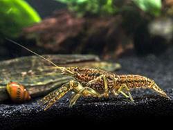 Aquatic Arts 3 Female Self-cloning Marmorkreb Crayfish Freshwater Procambarus Aquarium Lobster Crawfish Crawdad For Fish Tanks Aquariums