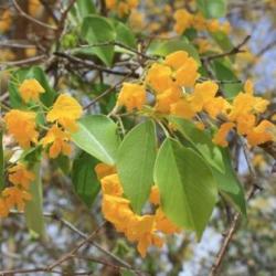 10 Pterocarpus Lucens Seeds - Small-leaved Kiaat - Indigenous To South Africa + Get Free Seeds