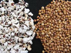 Popping Sorghum Seeds - Pops Like Popcorn Delicious 20 Seeds