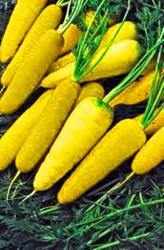 Vegetables - Solar Flare - Bright Yellow Carrot Seeds 20 Seeds