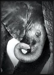 Framed Nordic 240G Quality Canvas Print- Baby Love Elephant