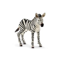 Wildlife - Zebra Foal