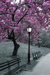 GB POSTERS Central Park-blossom Poster 24 X 36IN