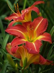 Daylily Plants: 'spanish Treasure' - Glorious Big Red Daylilies To Brighten Up You're Garden