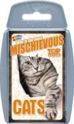 Who Is The Most Mischevious? - Cats