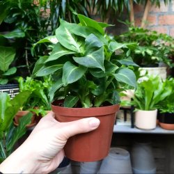 Dieffenbachia - Sublime - 12CM Nursery Pot Smaller Plant