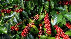 Exotic -fresh Coffee Arabica Seeds - 10 Seeds