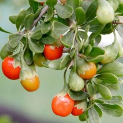 5 Lycium Ferocissimum Seeds - African Boxthorn - Indigenous South African Shrub Seeds To Buy In Sa
