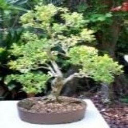 10 Acacia Davyi Bonsai Seeds - Cork Thorn Tree Seeds - Beautiful Hardy Indigenous Tree