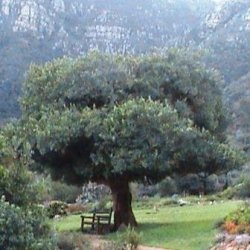 10 Maytenus Oleoides Seeds - Indigenous Tree Shrub - Mountain Maytenus Or Klipkershout