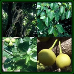 Ficus Polita Heart-leaved Fig Tree - 10 Seed Pack - Indigenous Evergreen Edible Fruits - New