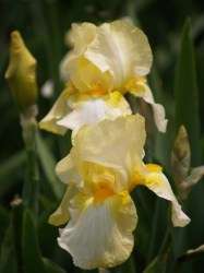 Iris Plants: Summer Pearl - Big & Tall Soft Yellow Flowers.